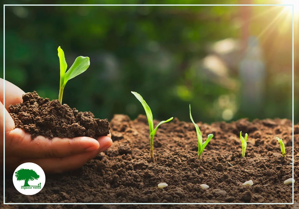 La salud del suelo, su importancia y como mejorarla mediante la agricultura regenerativa
