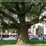El árbol como epicentro del diseño urbano