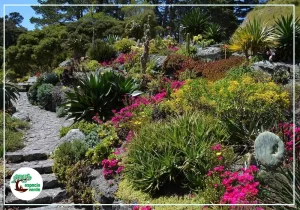 Xerojardinería: Soluciones estéticas y eficientes frente al cambio climático